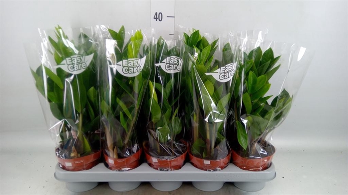 <h4>Zamioculcas zamiifolia</h4>