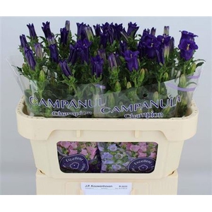 Campanula medium 'Champion Blue'