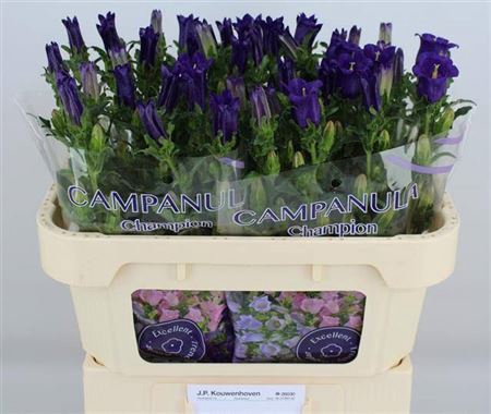 <h4>Campanula medium 'Champion Blue'</h4>