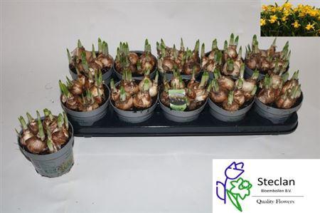 <h4>Narc O Tete A Tete</h4>