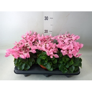 Cyclamen KL 'Djix'