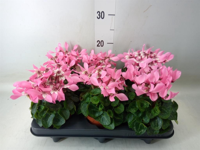 <h4>Cyclamen KL 'Djix'</h4>