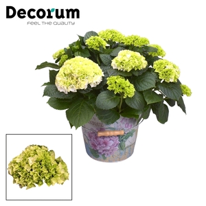Hydrangea Bol White 7 - 12 kop in Bucket (Decorum)