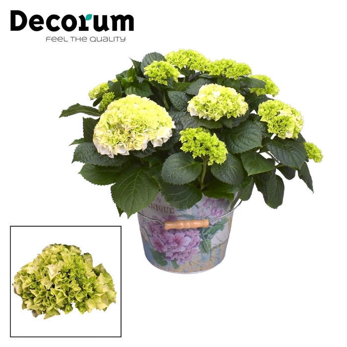 <h4>Hydrangea Bol White 7 - 12 kop in Bucket (Decorum)</h4>