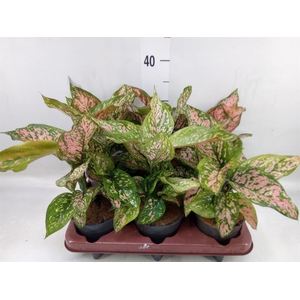 Aglaonema   ...