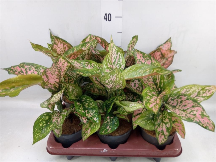 <h4>Aglaonema ...</h4>