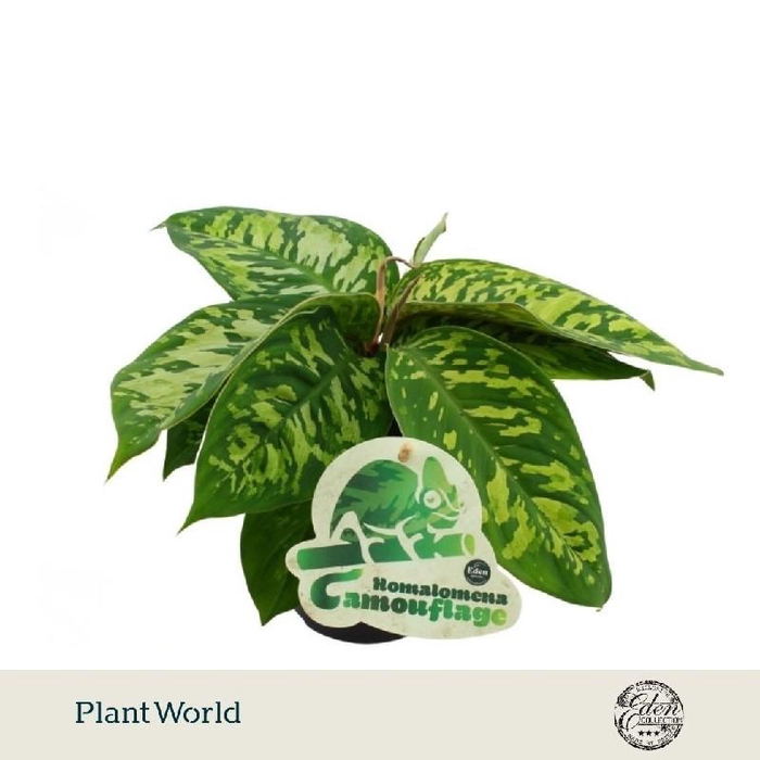 <h4>Homalomena 'Camouflage'</h4>