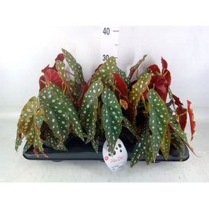 Begonia maculata