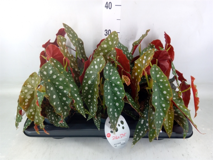 <h4>Begonia maculata</h4>