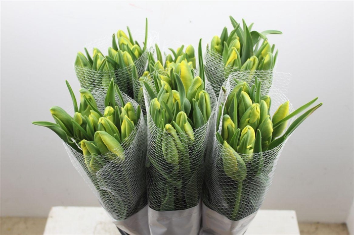 <h4>Tu Fr Pa La Courtine Parrot</h4>