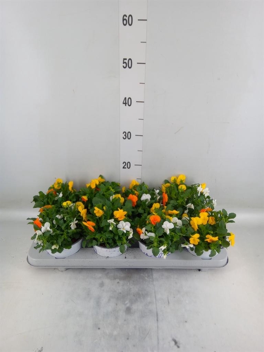 <h4>Viola ...tricolor</h4>