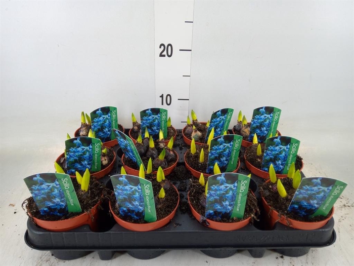<h4>Scilla siberica</h4>