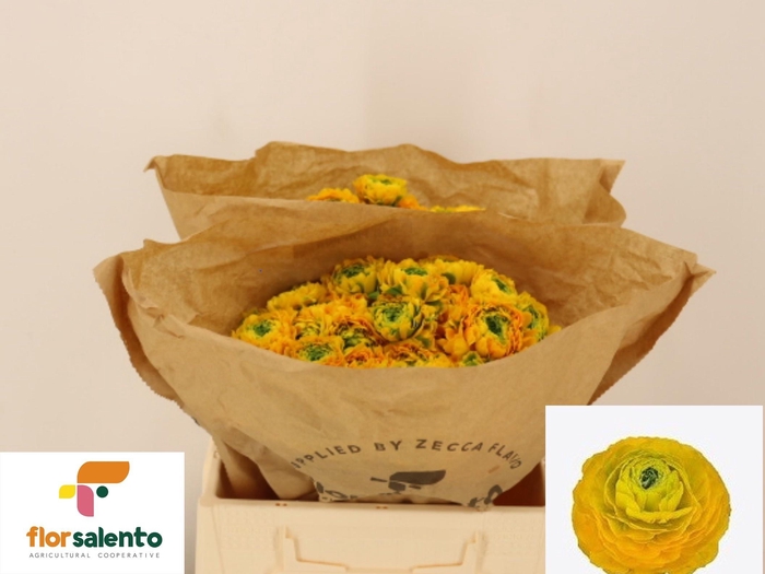 <h4>RAN PON PON LUNA</h4>