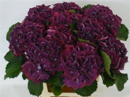 <h4>Hydr M Ch Mon Amour Paars</h4>