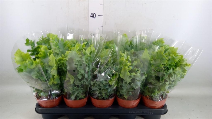 <h4>Phlebodium aureum 'Davana'</h4>