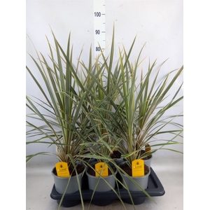 Cordyline austr. 'Variegata'
