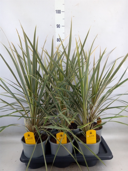 <h4>Cordyline austr. 'Variegata'</h4>
