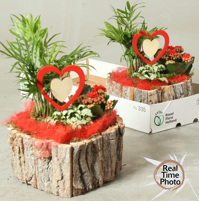 <h4>ARR KAMERPL</h4>