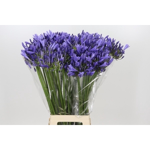 Agapanthus Blue Heaven