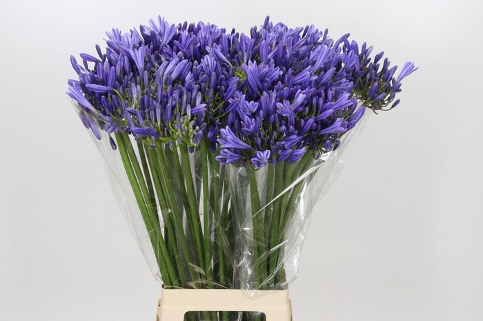 <h4>Agapanthus Blue Heaven</h4>