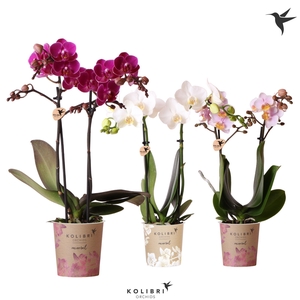 Kolibri Orchids Phalaenopsis white, pink and violet mix 2 spike