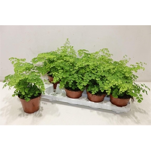 arr8 Adian Rad Fragrans