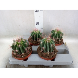 Ferocactus pilosus