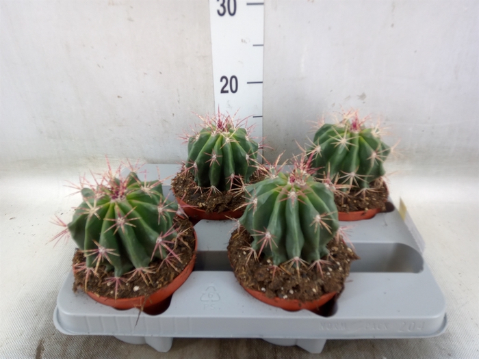 <h4>Ferocactus pilosus</h4>