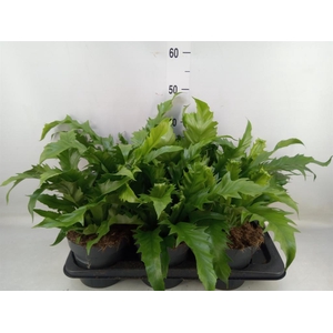 Asplenium antiquum 'Gioia'