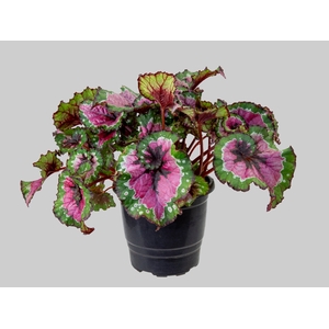 BEGONIA REX MACARENA P17 PO