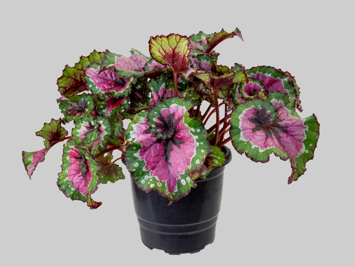 <h4>BEGONIA REX MACARENA P17 PO</h4>