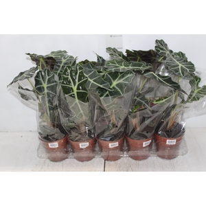 ALOCASIA POLLY P12