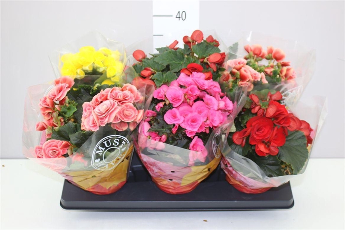 <h4>Begonia Du Gemengd</h4>
