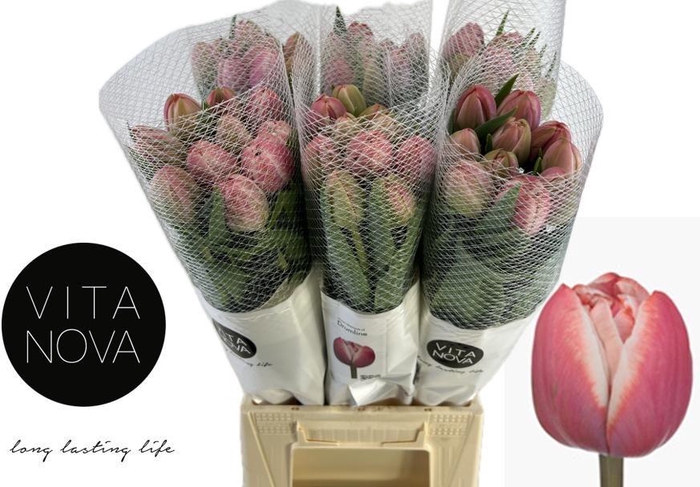 <h4>TU DU DRUMLINE</h4>