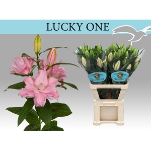 LI OR DU LUCKY ONE