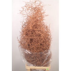 Asparagus Salv. Copper