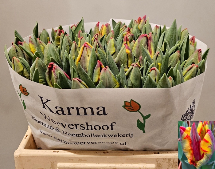 <h4>TU PA RASTA PARROT</h4>