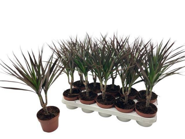 <h4>DRA MARG MAGENTA</h4>