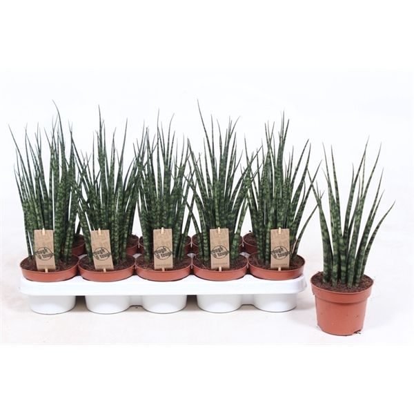 <h4>Sansevieria 'Fernwood' Mikado</h4>