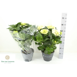 HYDR M CRYSTAL PALAC