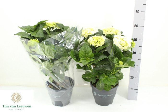 <h4>HYDR M CRYSTAL PALAC</h4>