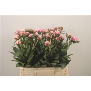 Paeo L Sarah Bernhard Pink