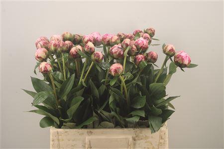 <h4>Paeo L Sarah Bernhard Pink</h4>