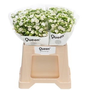 Kalanchoe 'Crystal White'