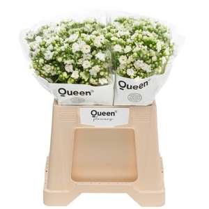 Kalanchoe 'Crystal White'