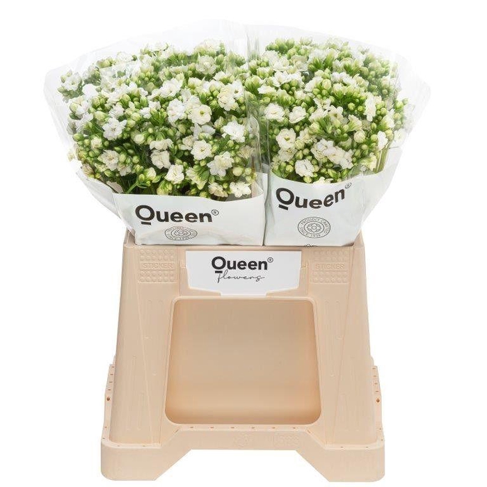 <h4>Kalanchoe 'Crystal White'</h4>