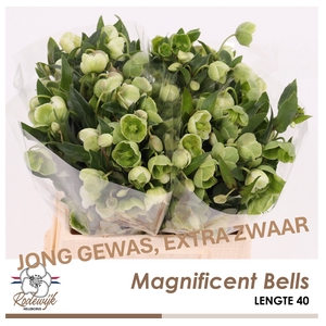 HELL  MAGNIFIC BELLS