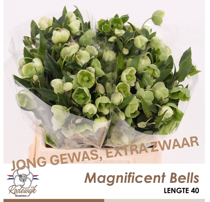 <h4>HELL  MAGNIFIC BELLS</h4>