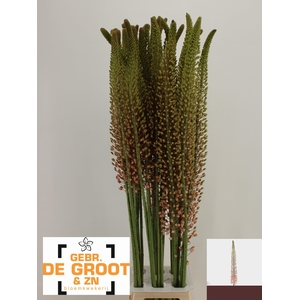 EREMURUS MACARENA
