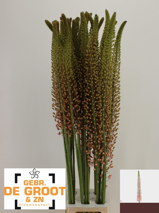 <h4>EREMURUS MACARENA</h4>